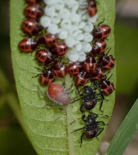 Réf. 243 463 : Halyomorpha halys